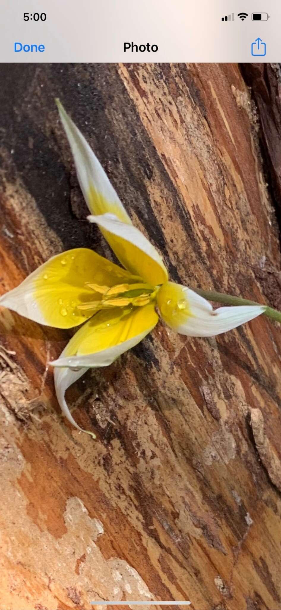 Image of Tulipa urumiensis Stapf