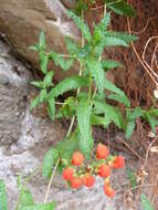 Image of Calceolaria pisacomensis Meyen ex Walp.