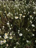 Image of Rhodanthe floribunda (DC.) P. G. Wilson