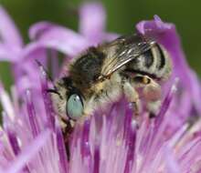 Image of Anthophora bimaculata (Panzer 1798)