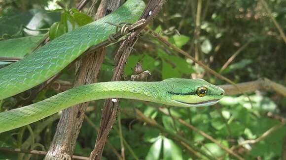 صورة Leptophis ahaetulla occidentalis (Günther 1859)