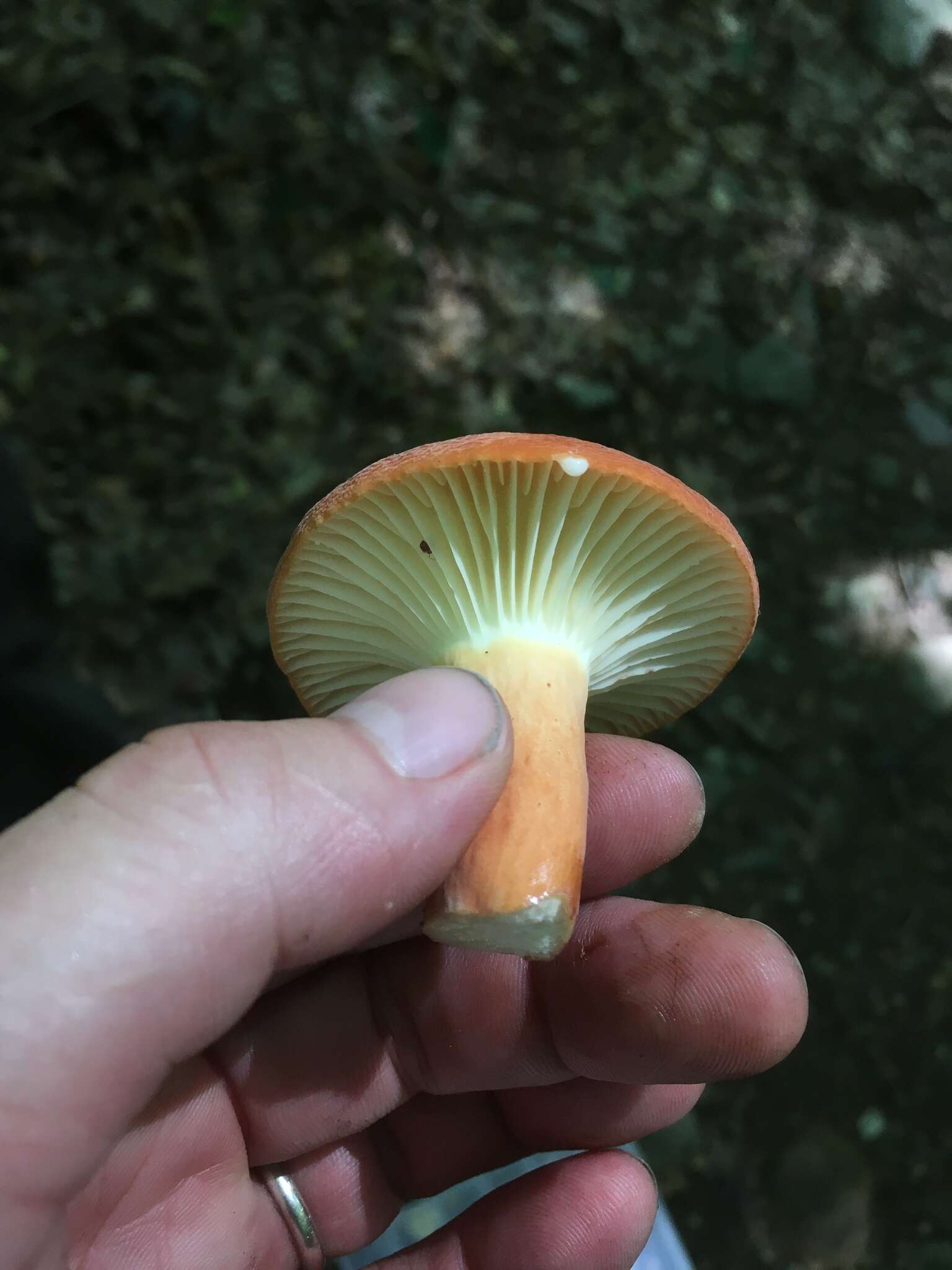 Image of Lactarius hygrophoroides Berk. & M. A. Curtis 1859