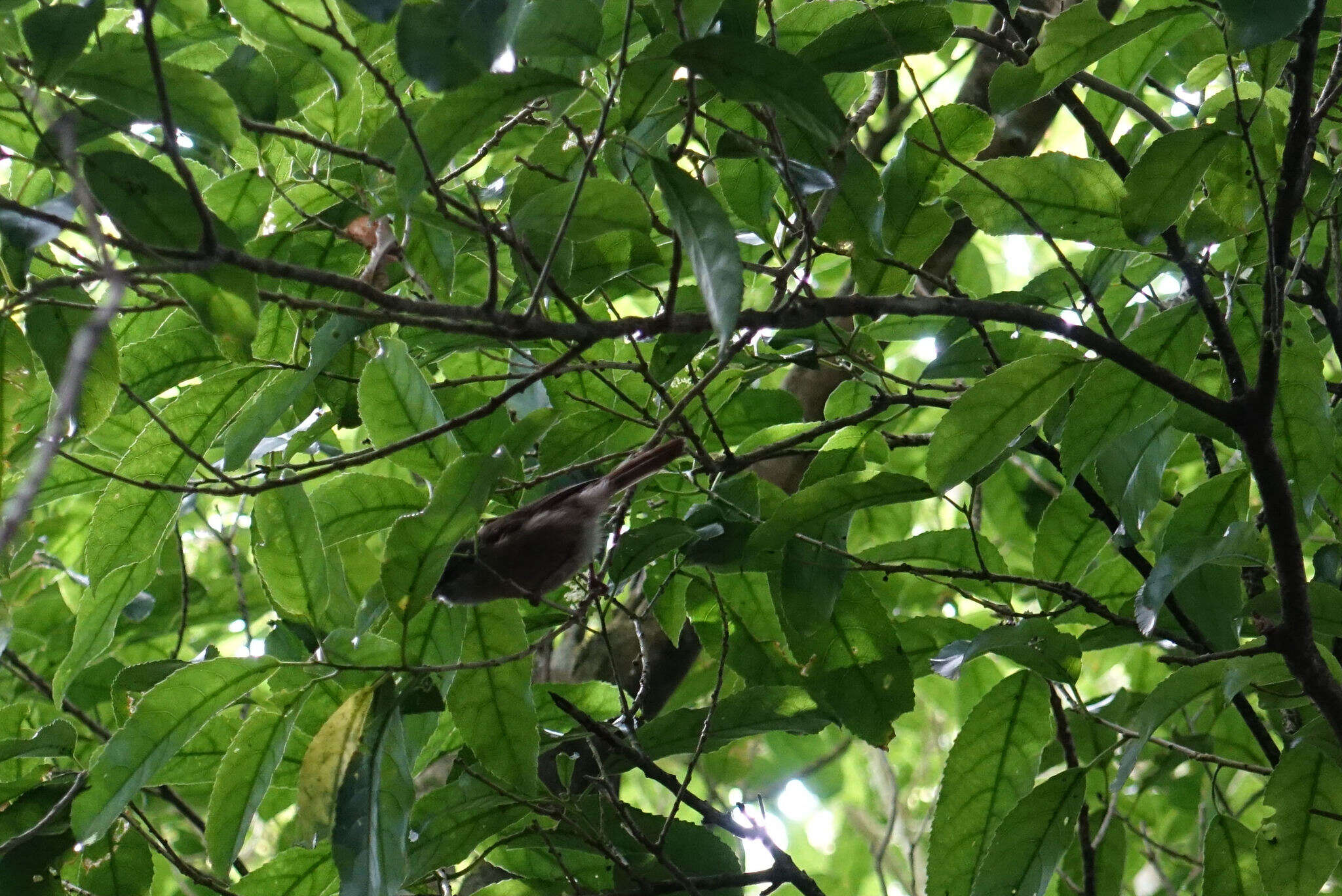 Image of Brown Creeper