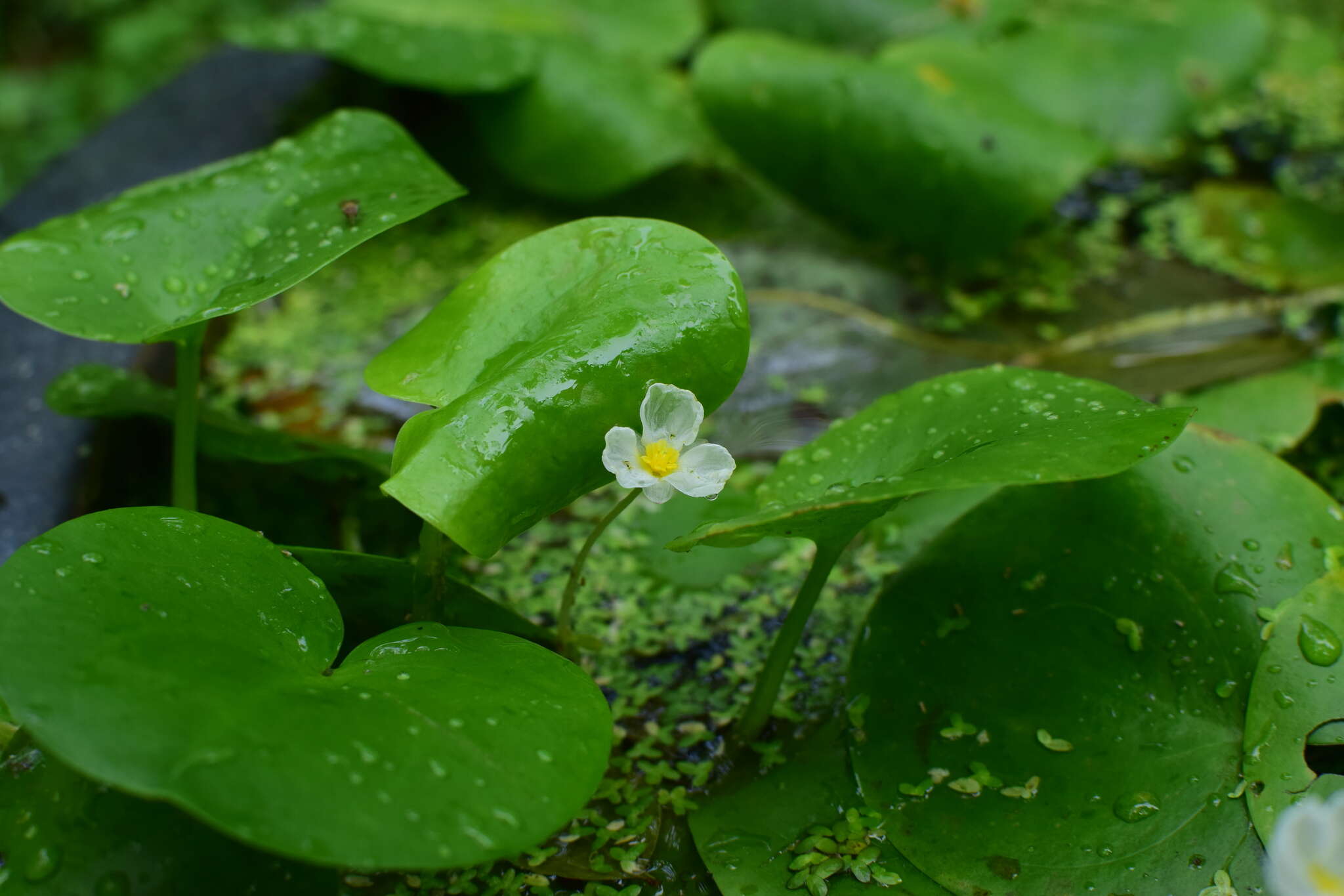 Image of Hydrocharis dubia (Blume) Backer