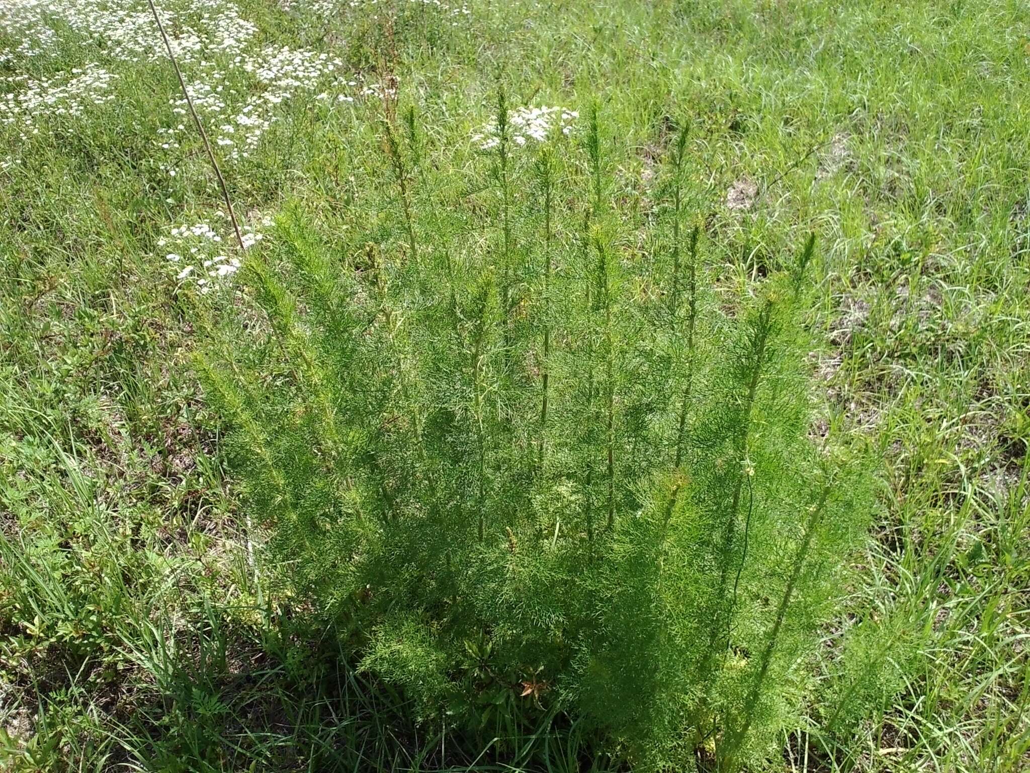 Eupatorium capillifolium (Lam.) Small的圖片