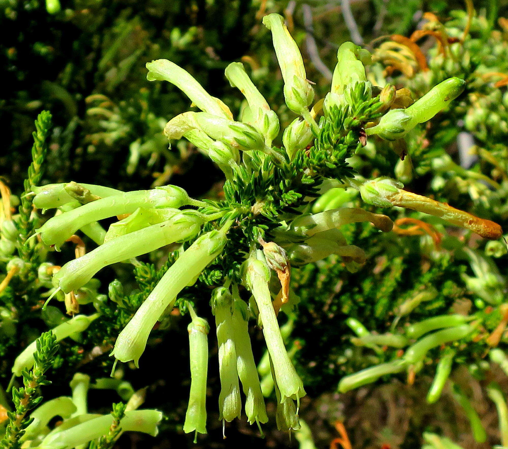 Image of Ever-flowering heath