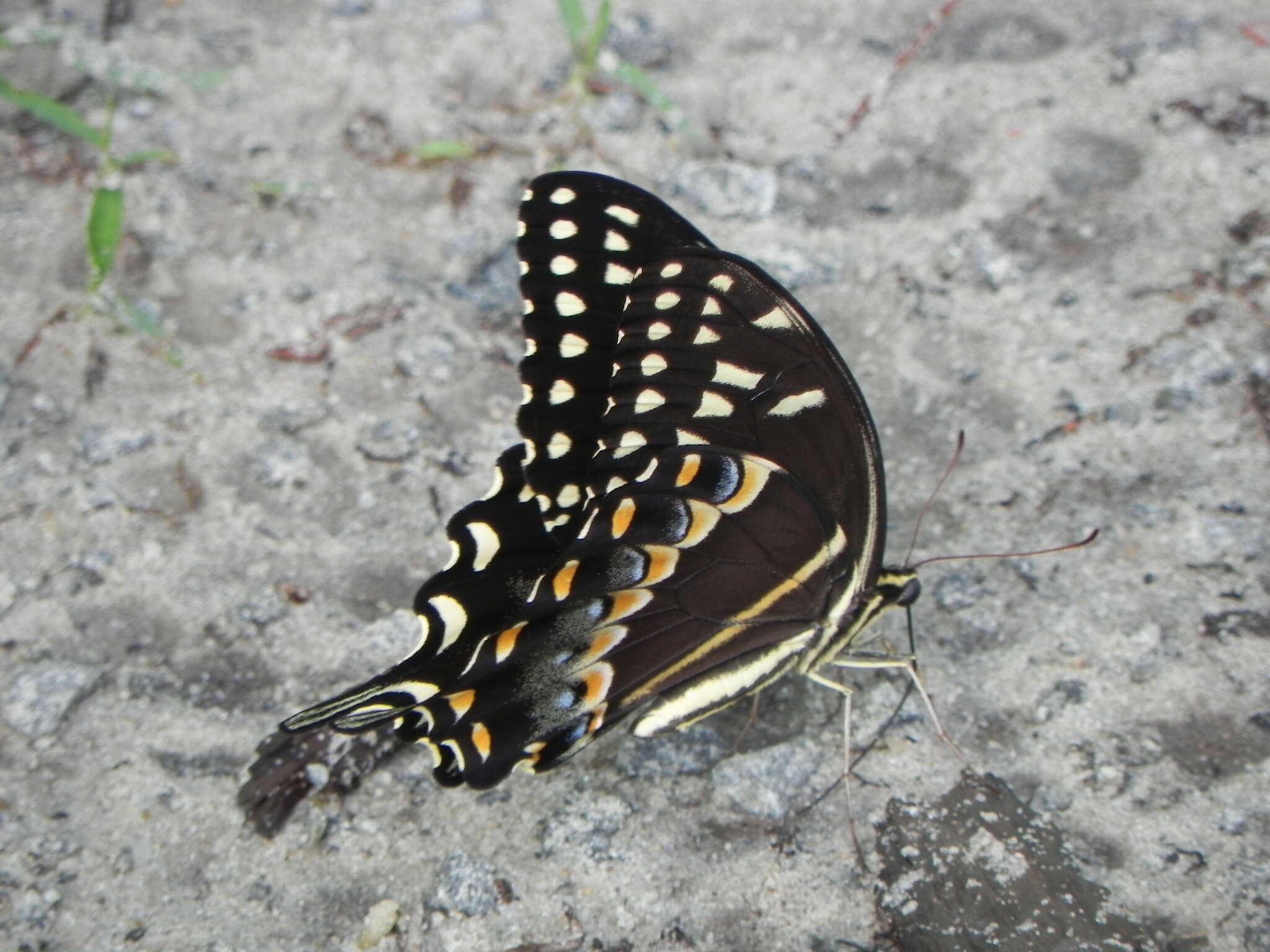 Image of Palamedes Swallowtail