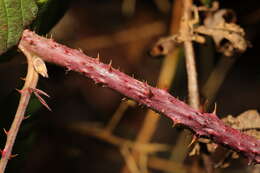 Image of Rubus horrefactus P. J. Müll. & Lefevre