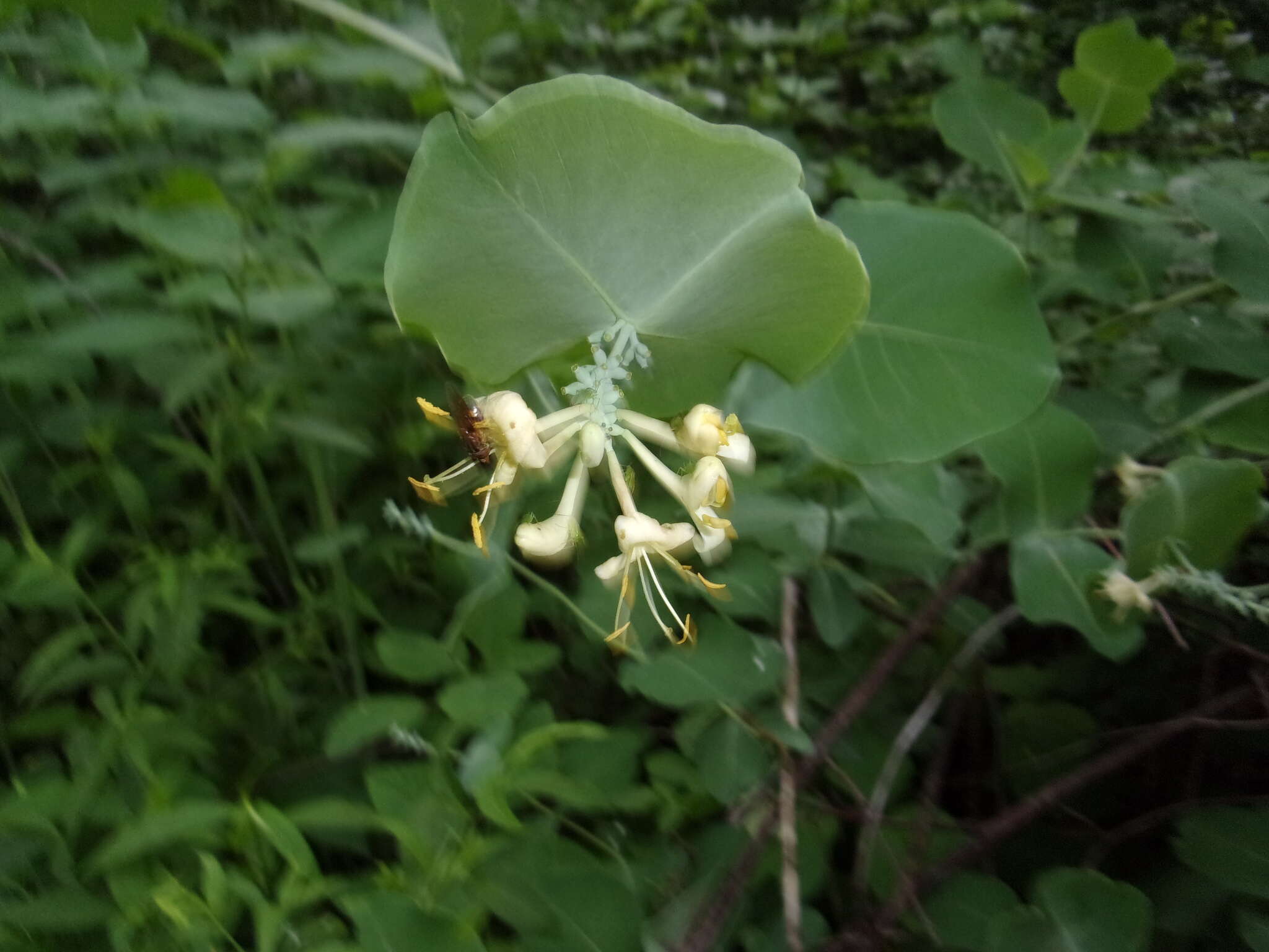 Image of grape honeysuckle