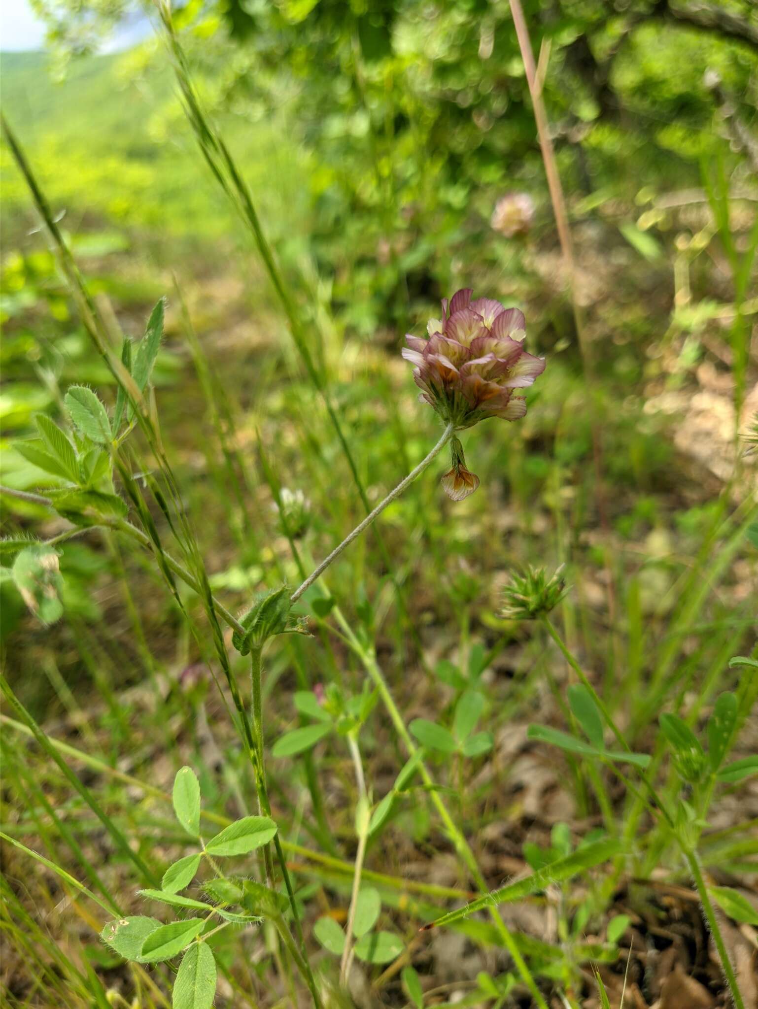 Imagem de Trifolium grandiflorum Schreb.