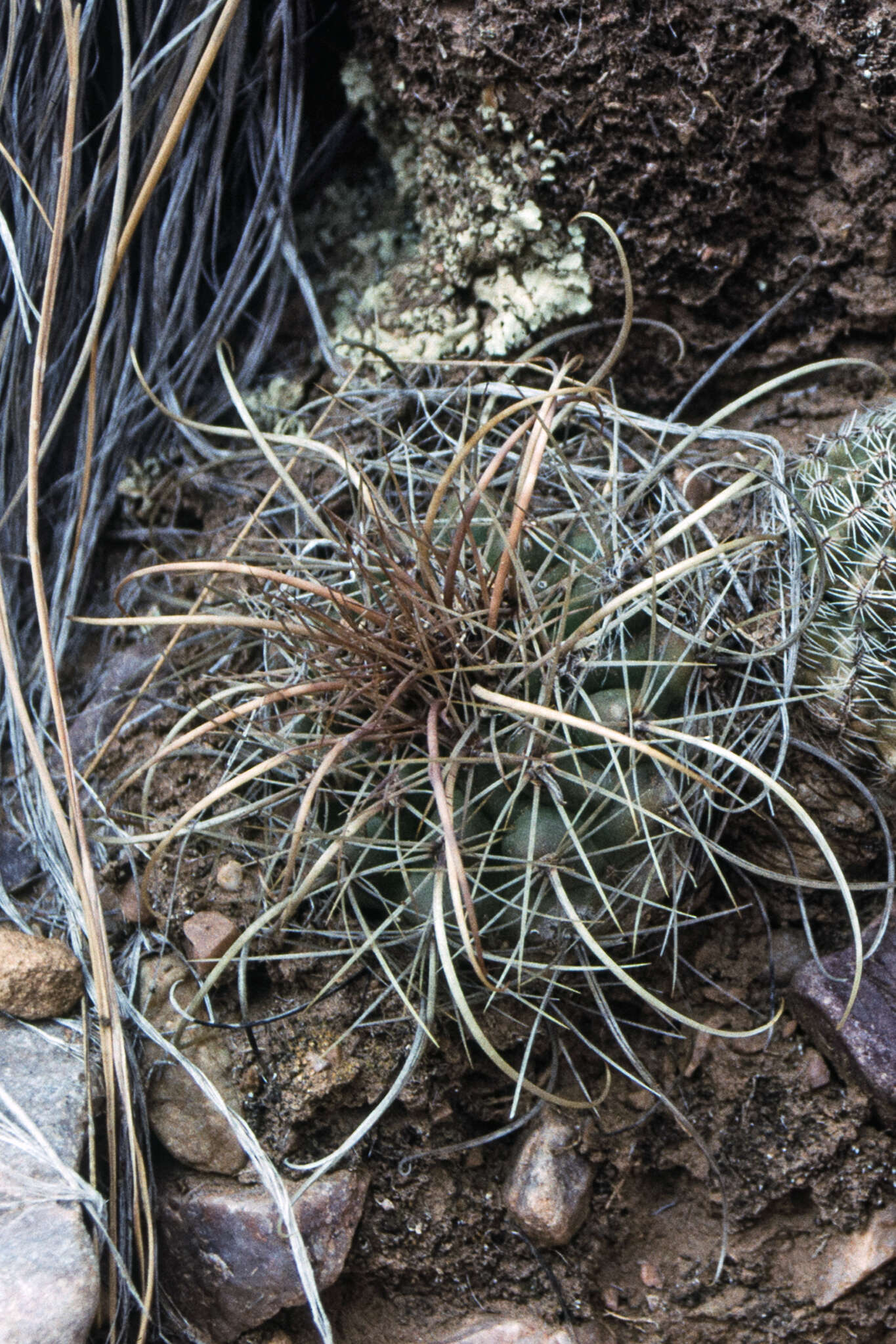 Image of Parodia maassii (Heese) A. Berger