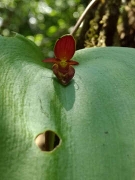 Image of Pleurothallis cardiothallis Rchb. fil.