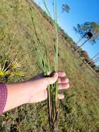 Sisyrinchium nashii E. P. Bicknell的圖片