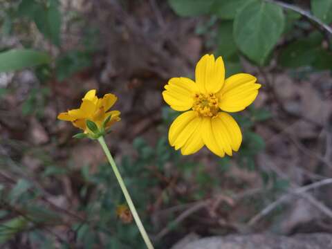 Image of Electranthera cuneifolia (Greenm.) Mesfin, Crawford & Pruski