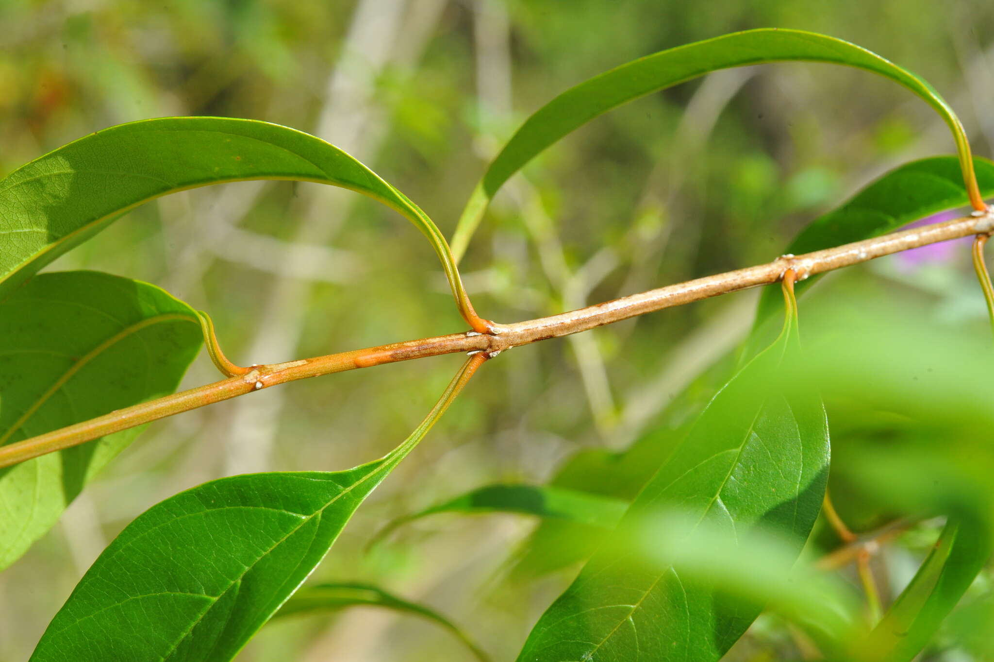 صورة Citharexylum spinosum L.