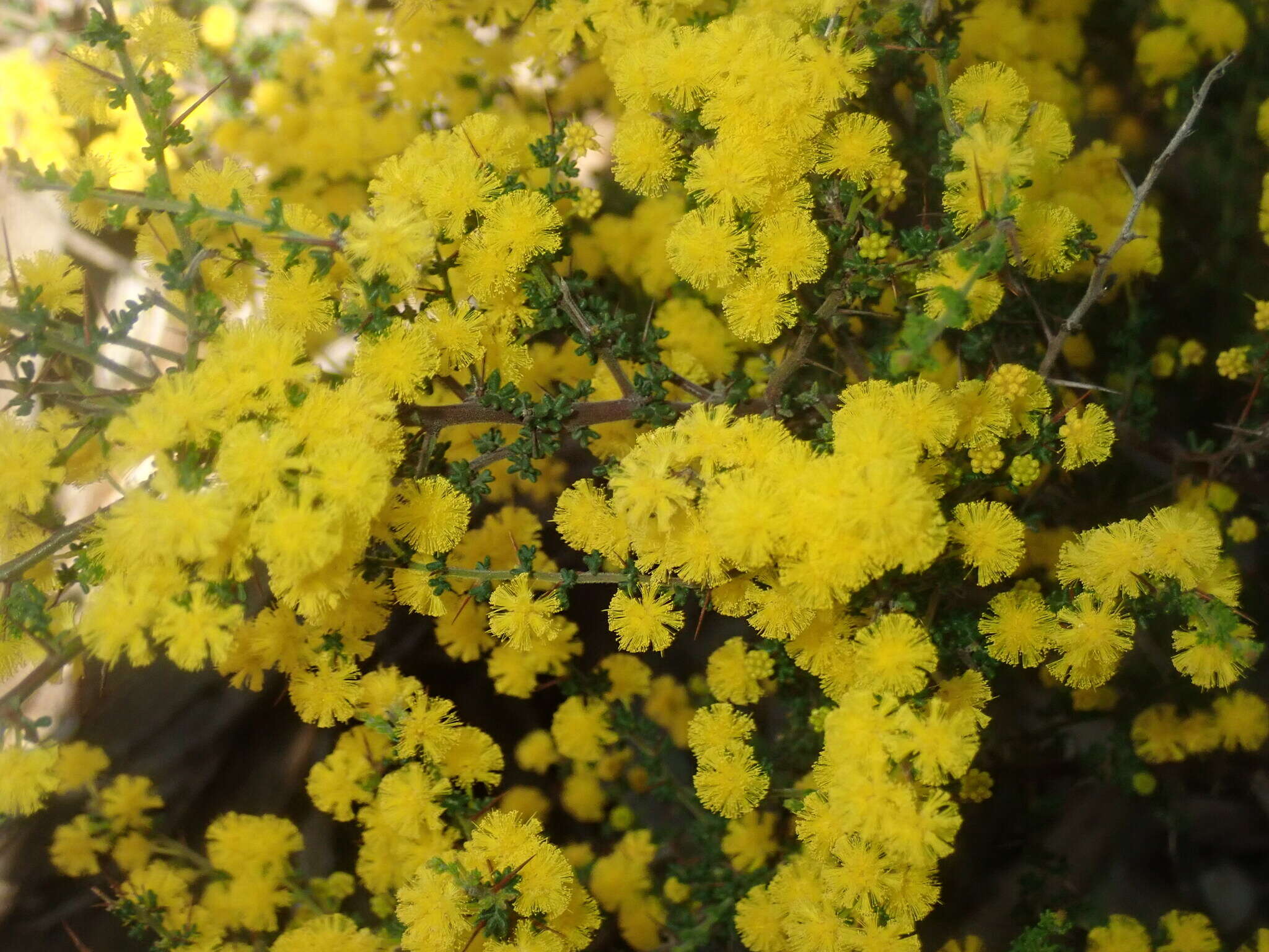 Image of Acacia lasiocarpa Benth.