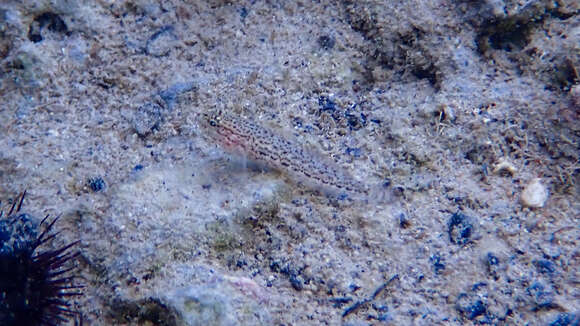 Image of Sarato's Goby