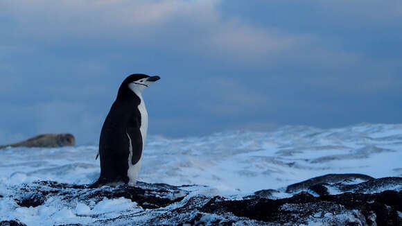 Plancia ëd Pygoscelis antarcticus (Forster & JR 1781)