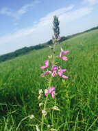 Image of Illinois ticktrefoil