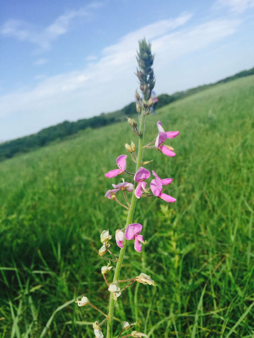 Image of Illinois ticktrefoil