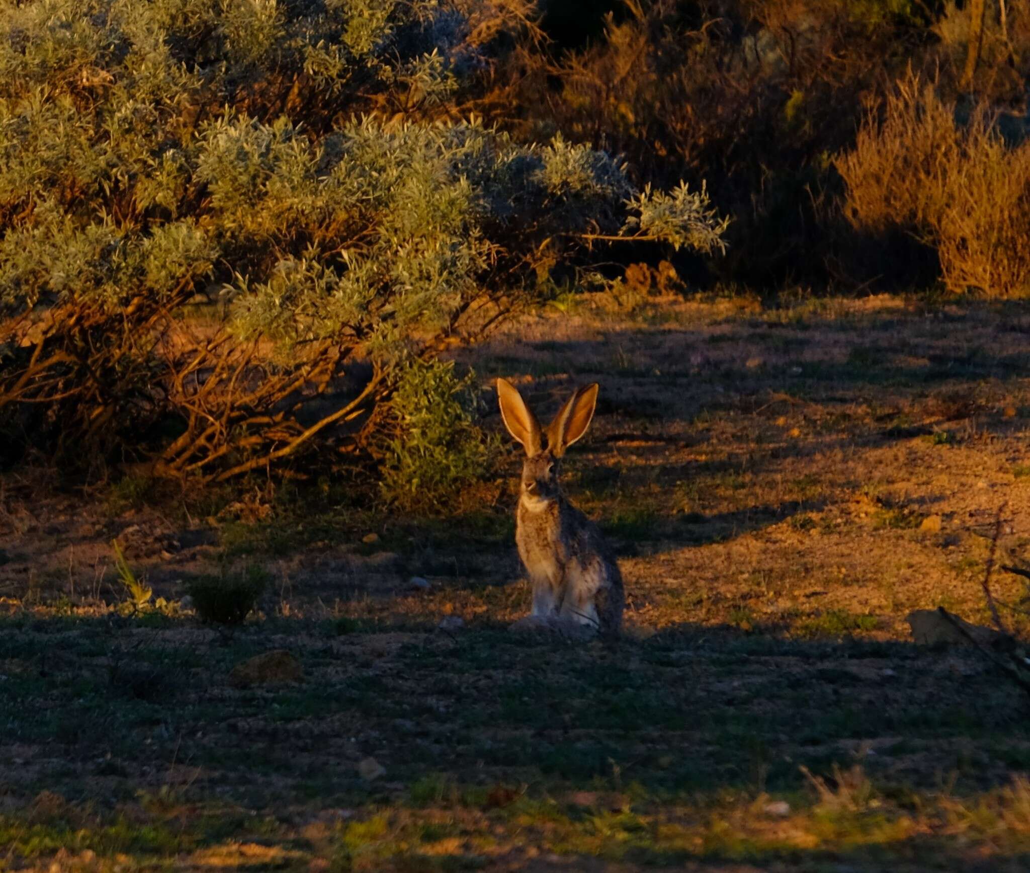 Image of Lepus saxatilis F. Cuvier 1823