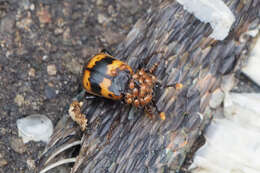 Imagem de Nicrophorus (Nicrophorus) quadripunctatus (Kraatz 1877)