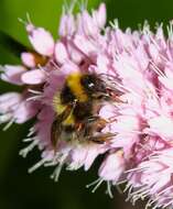 Image of Bombus jonellus (Kirby 1802)