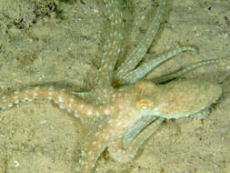 Image of Callistoctopus aspilosomatis (Norman 1993)