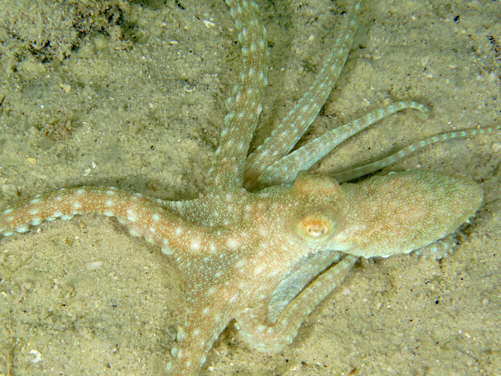 Image of Callistoctopus aspilosomatis (Norman 1993)