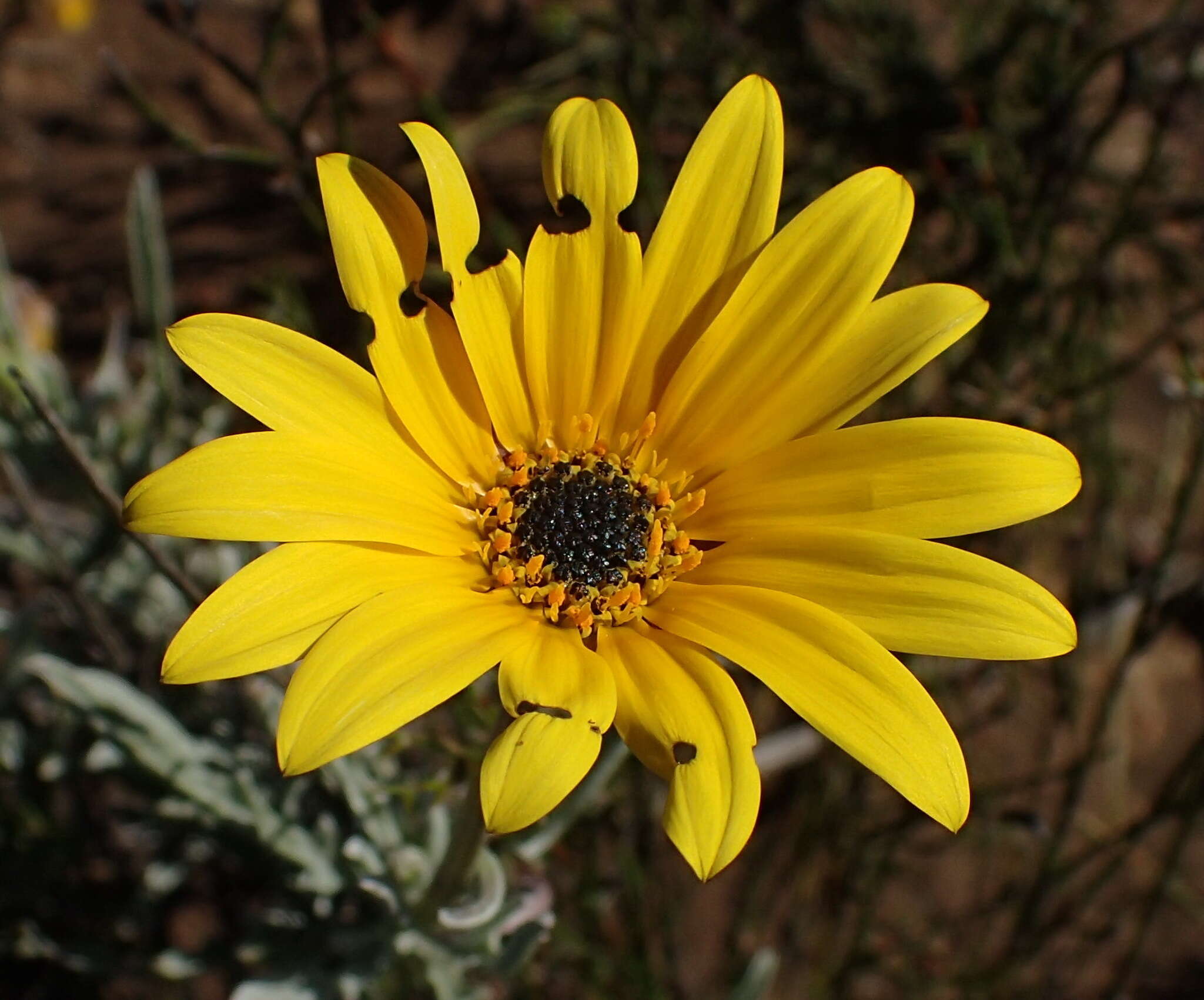 Image of Spear African Daisy