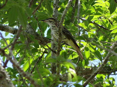 Imagem de Myiodynastes maculatus (Müller & Pls 1776)