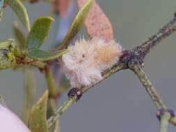 Image of Asphondylia villosa Gagne 1990