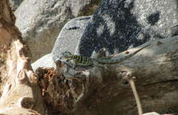 Image of Baja Blue Rock Lizard