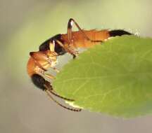 Image of Paederus (Heteropaederus) fuscipes Curtis 1826