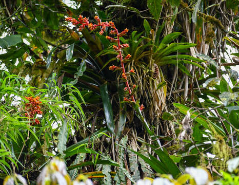 Image of Guzmania multiflora (André) André ex Mez