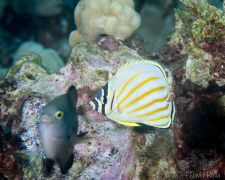 Sivun Chaetodon ornatissimus Cuvier 1831 kuva