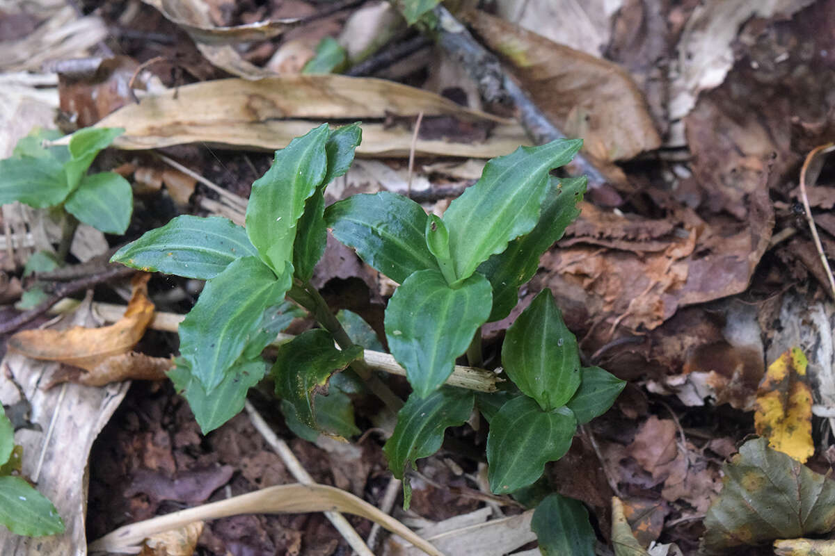 Image of Goodyera henryi Rolfe