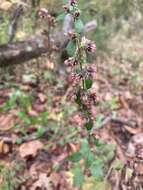 Image of Rayless Mock Goldenrod