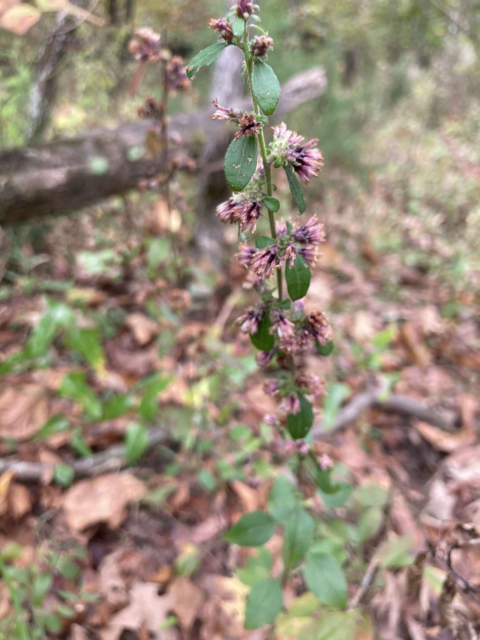 Image of Rayless Mock Goldenrod