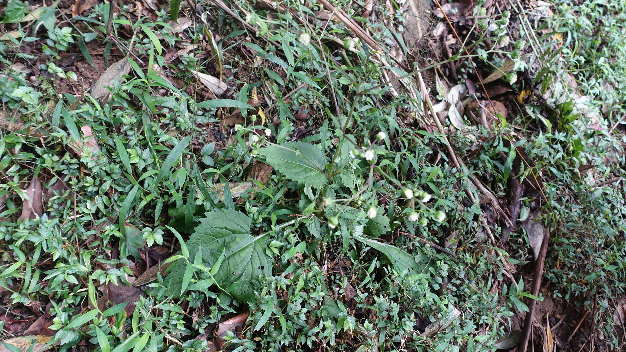 Adenostemma lavenia (L.) Kuntze resmi