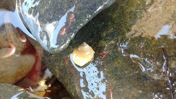 Image of black-lined periwinkle