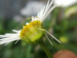 Image de Erigeron dryophyllus A. Gray