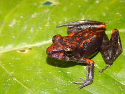 Image of Fort Randolph Robber Frog