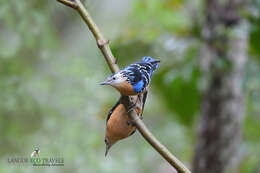 Image of Beautiful Nuthatch