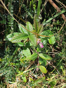 Image of Rubus roseus Poir.