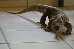 Image of White-throated Monitor