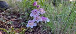 Penstemon leonensis Straw的圖片