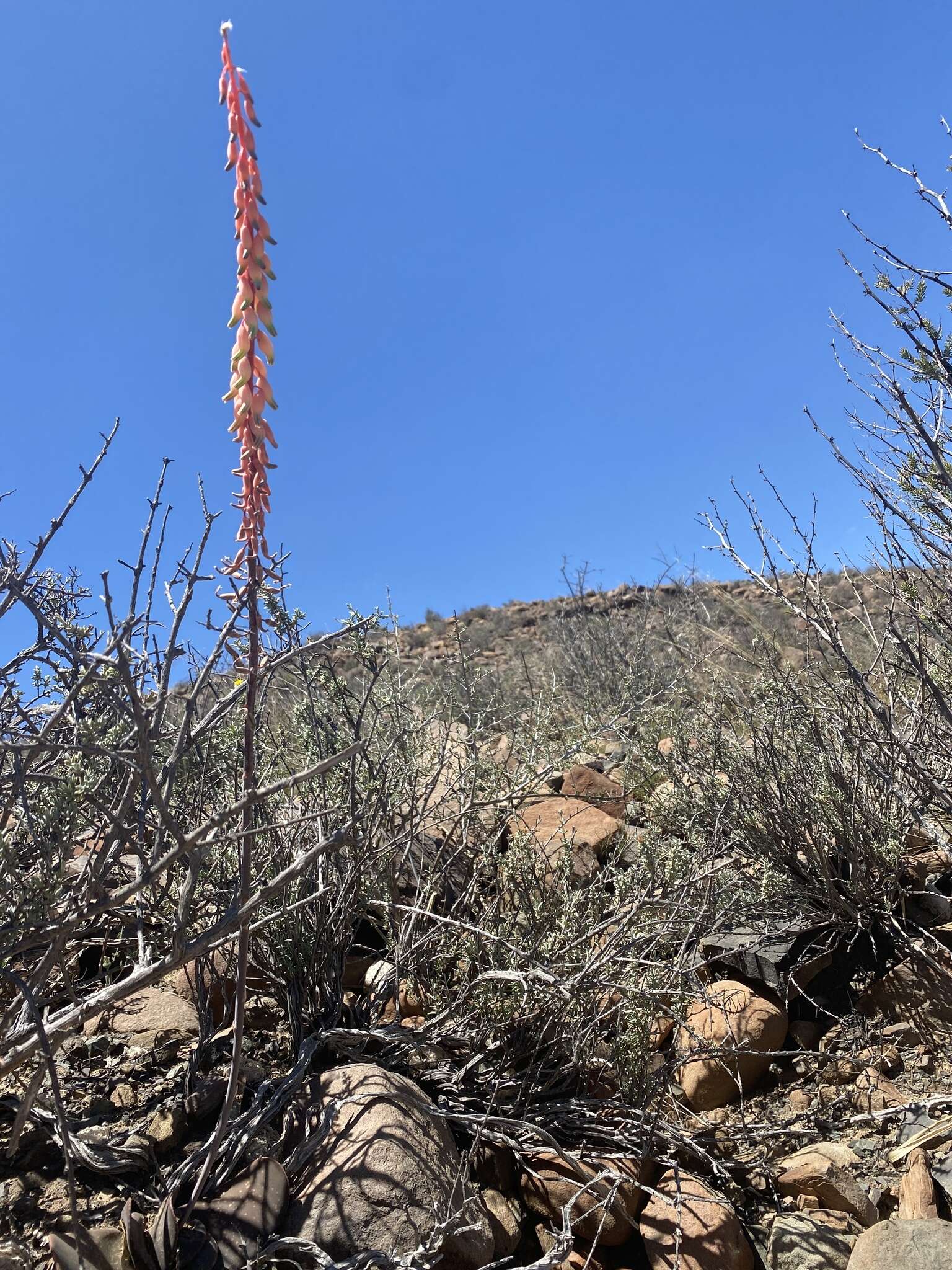 Image of Gasteria disticha (L.) Haw.