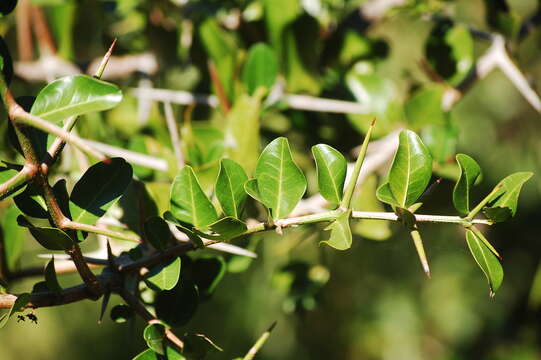 Plancia ëd Scutia buxifolia Reiss.