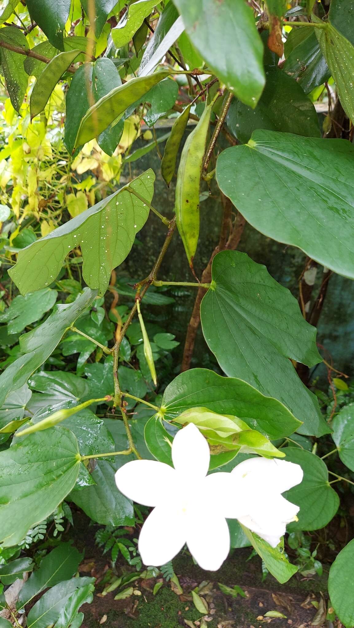 Image of Bauhinia acuminata L.